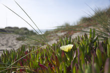 Load image into Gallery viewer, $5 product!
